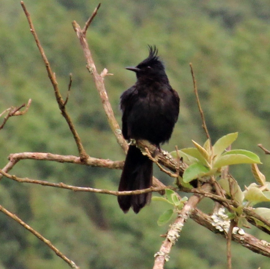 Ада чубатий - ML645233030