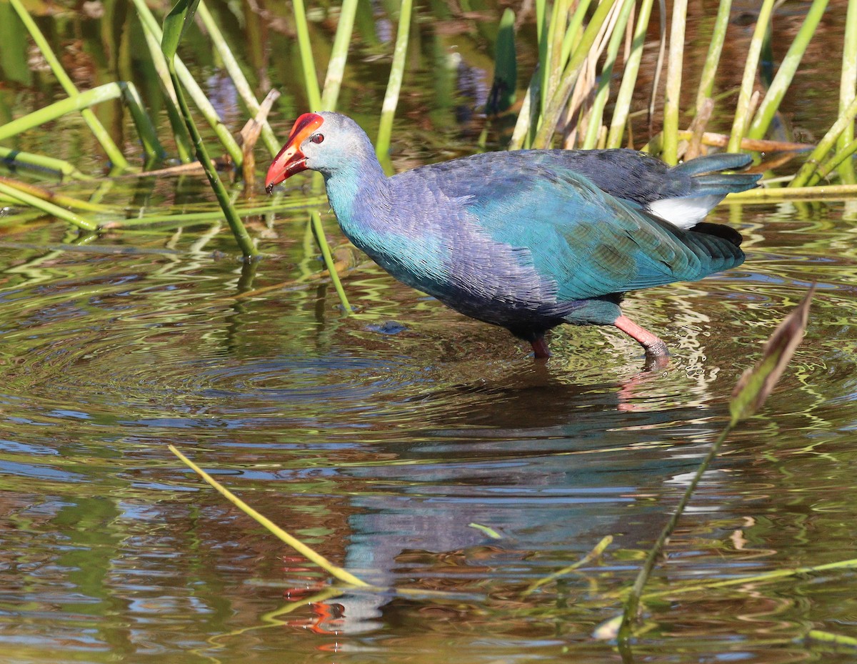 Султанка сіроголова - ML645233031