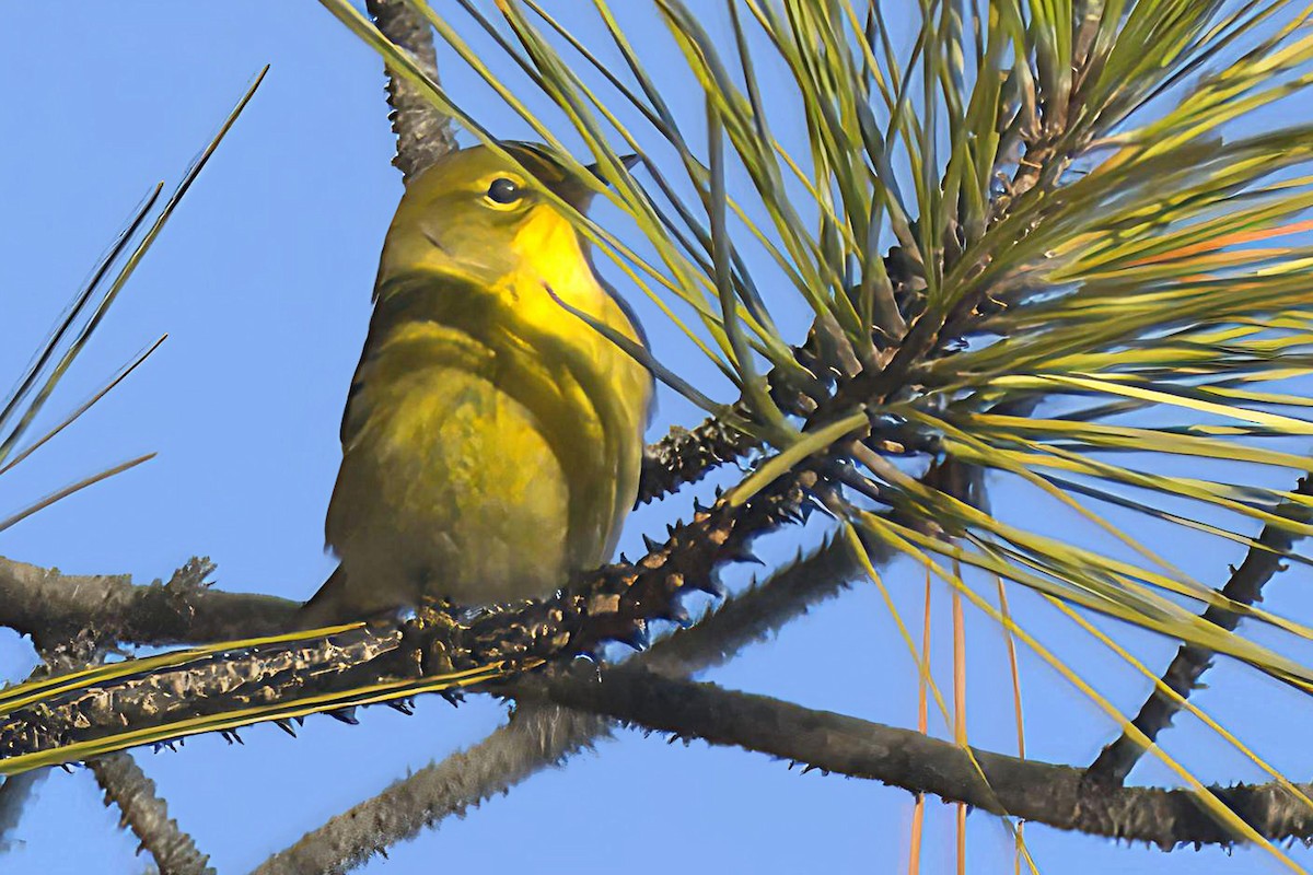 Червоїд сіроголовий - ML645233032