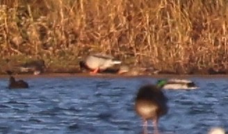 Крижень звичайний - ML645233033