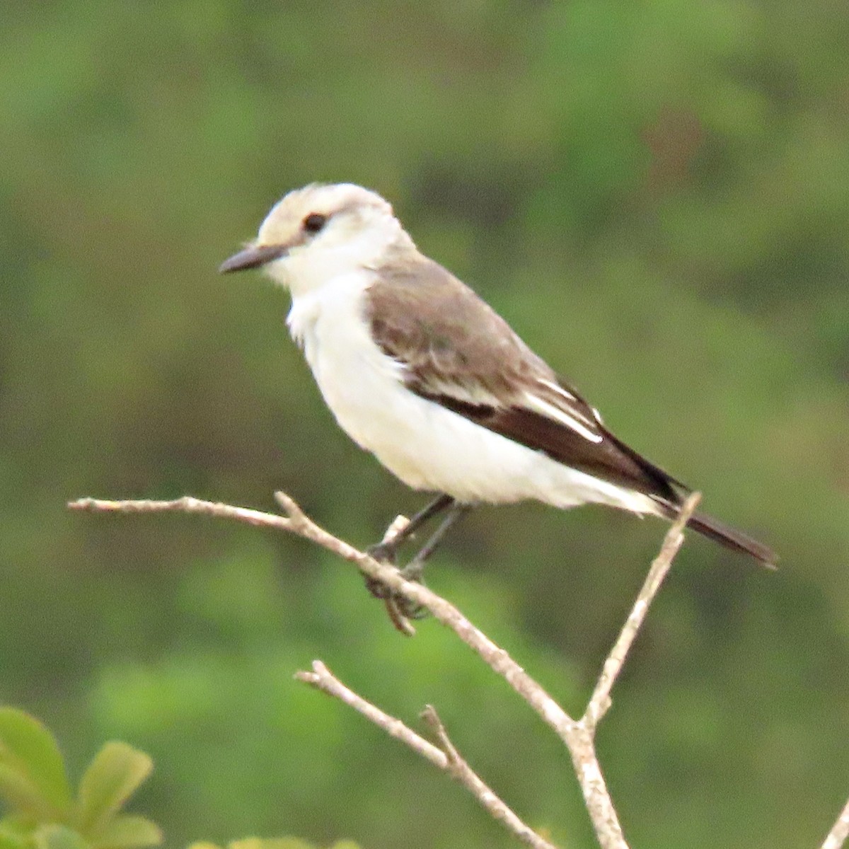 Монжита білогуза - ML645233036