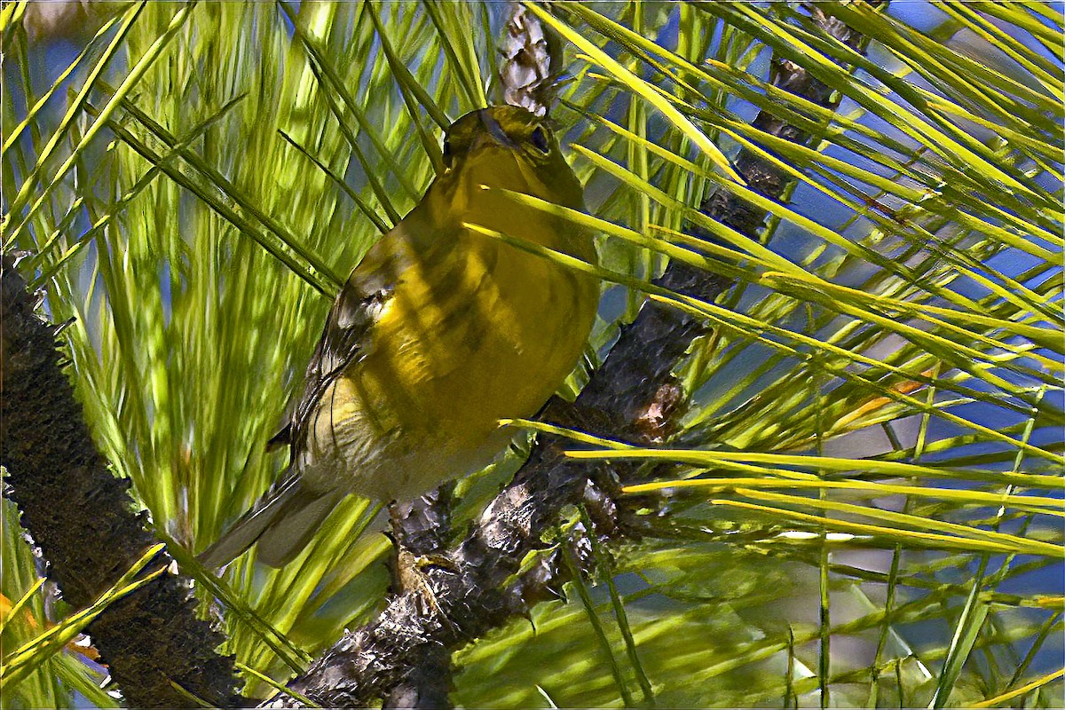 Червоїд сіроголовий - ML645233037