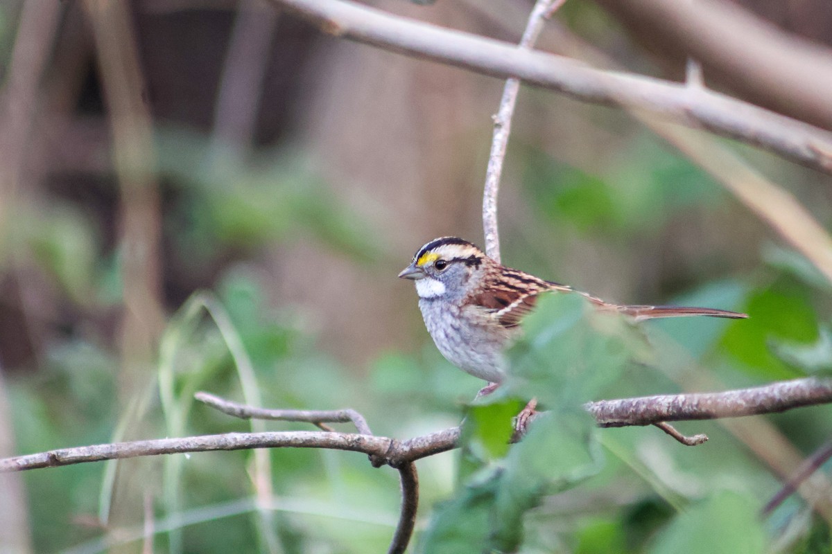 Бруант білогорлий - ML645233038