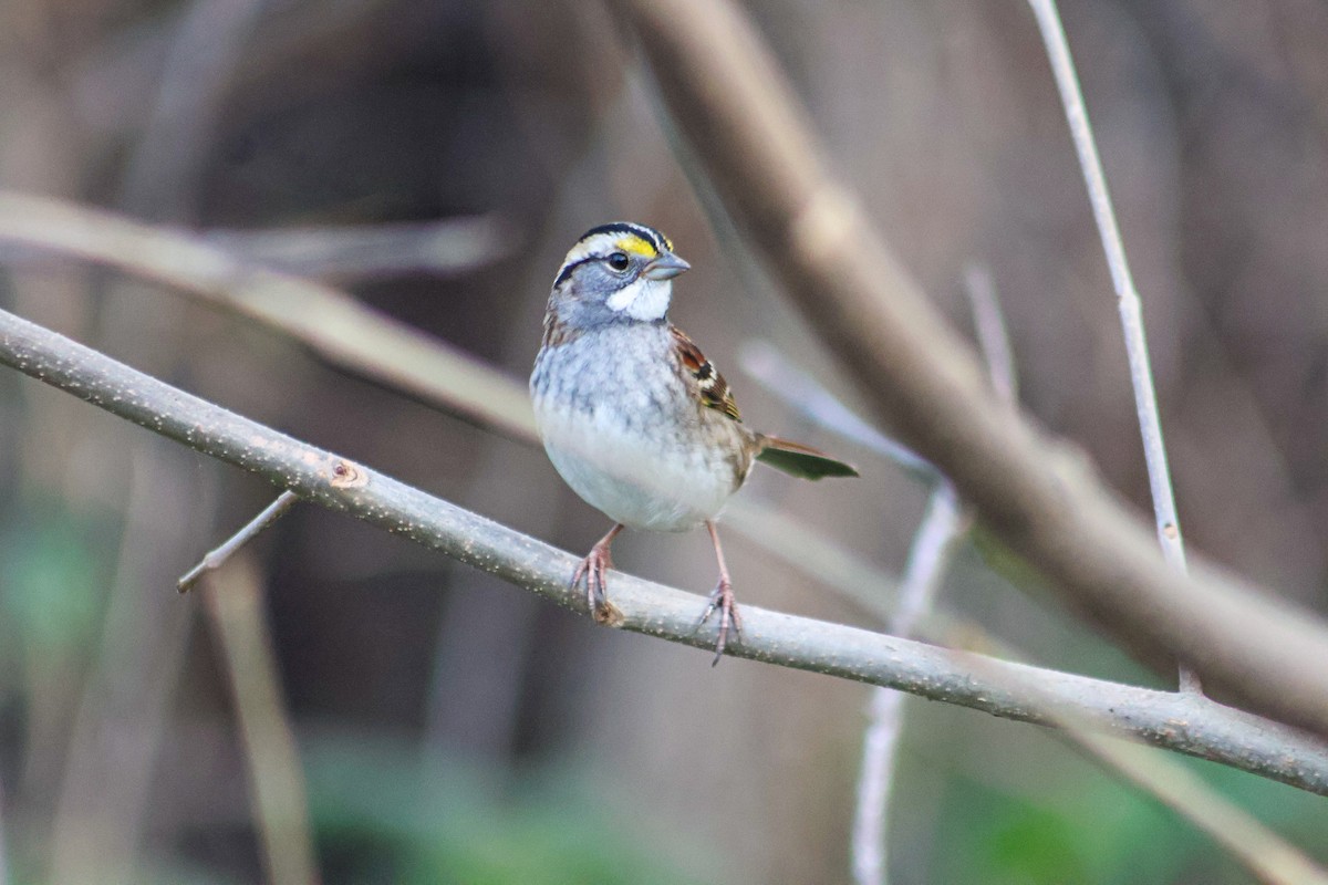 Бруант білогорлий - ML645233039