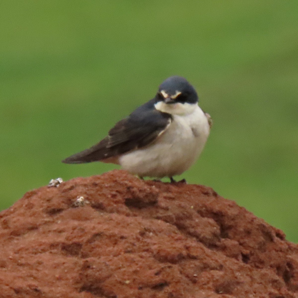 Білозорка лазурова - ML645233041