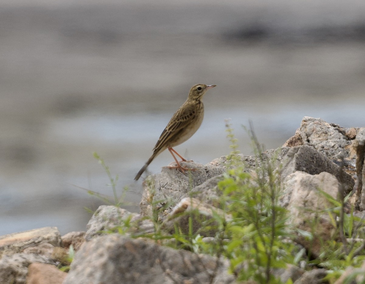 Щеврик азійський - ML645233042