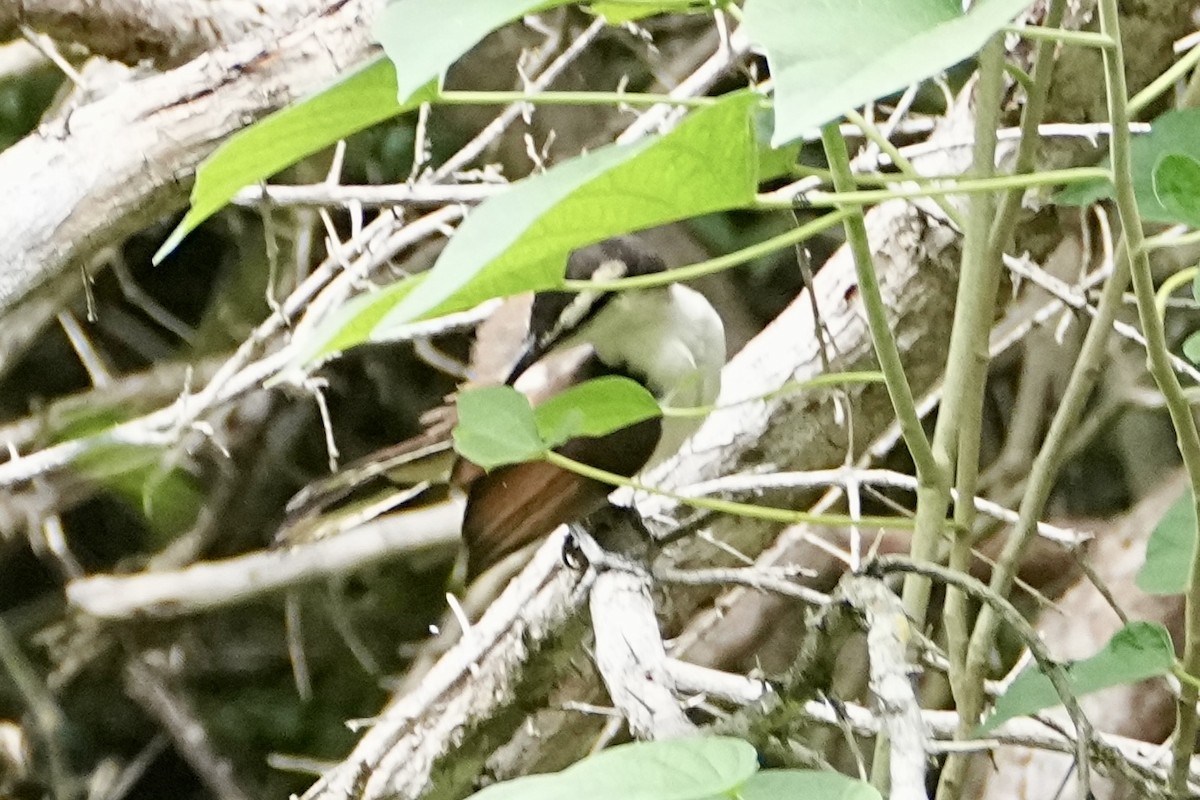 Різжак білобровий - ML645233044