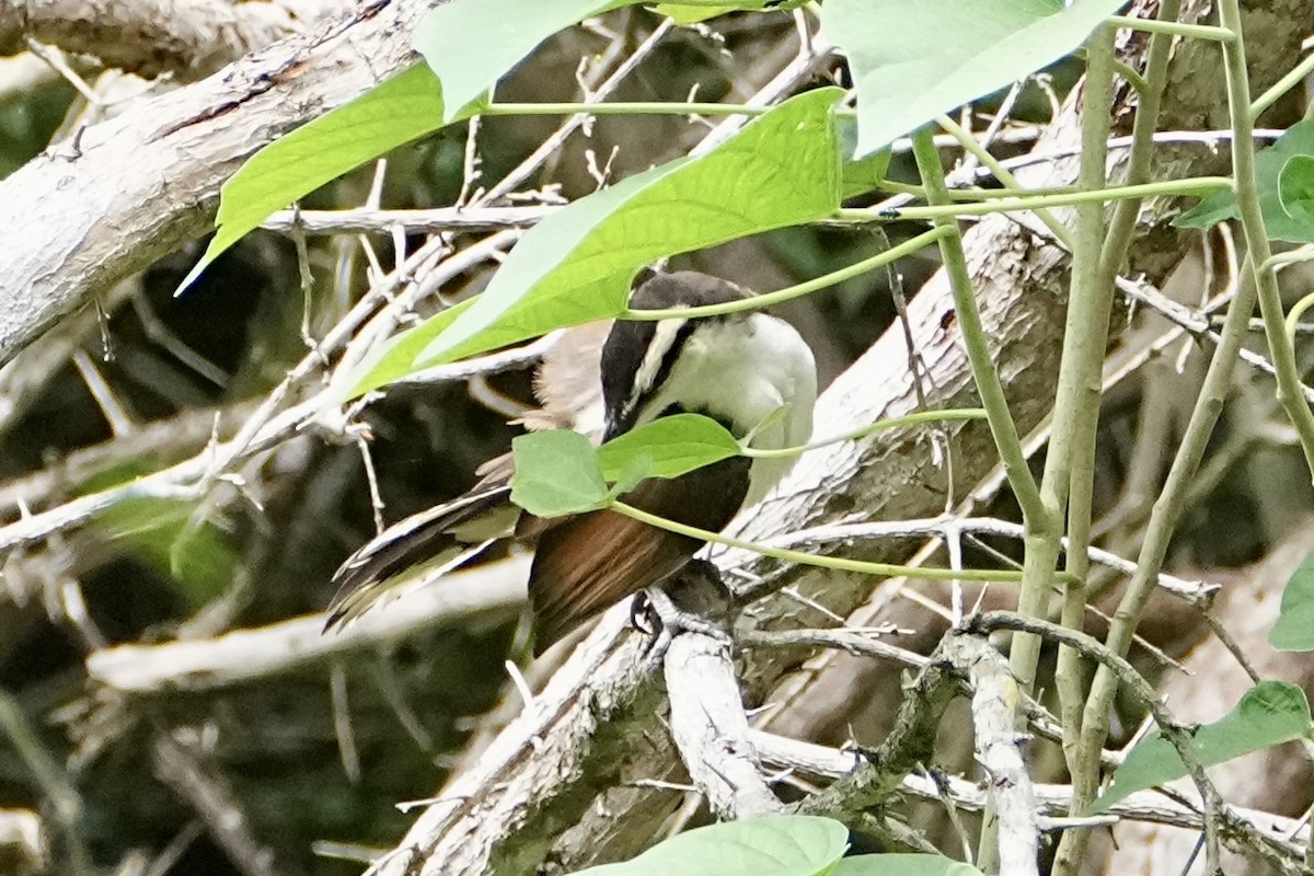 Різжак білобровий - ML645233045