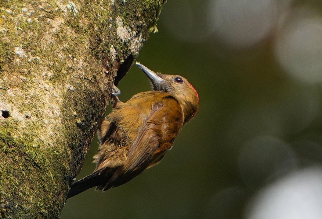 Дзьоган бурий - ML645233046