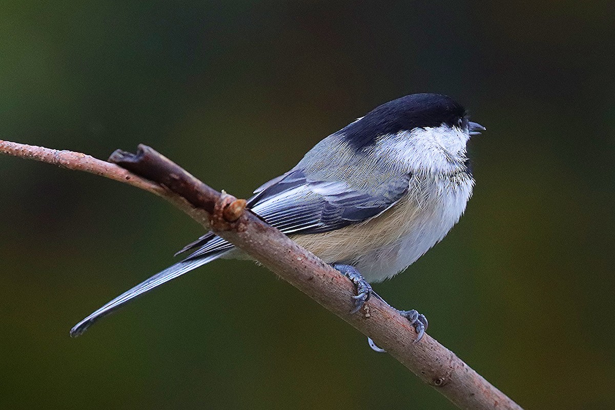Гаїчка світлокрила - ML645233048