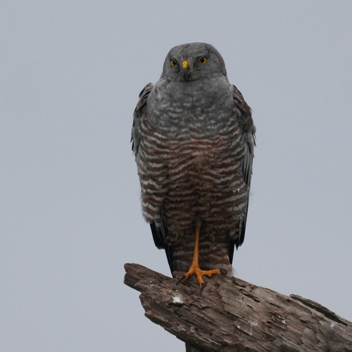 Лунь сірий - ML645233049