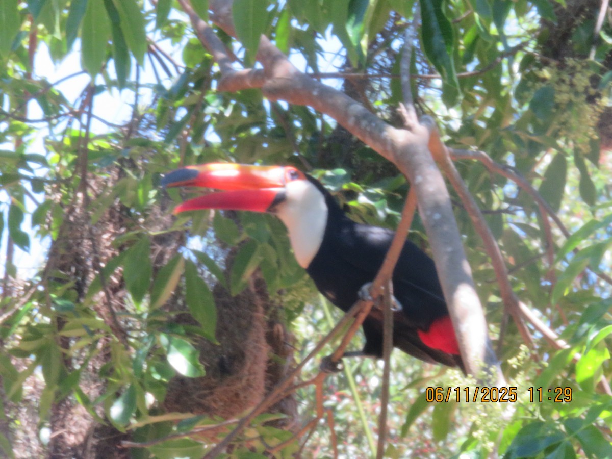 Тукан великий - ML645233052