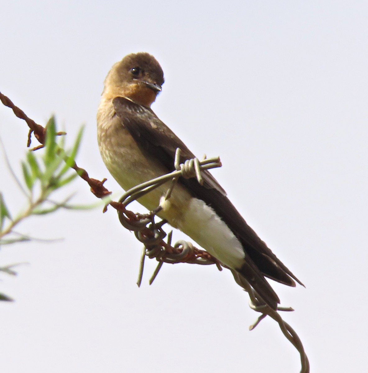 Ластівка пампасова - ML645233053