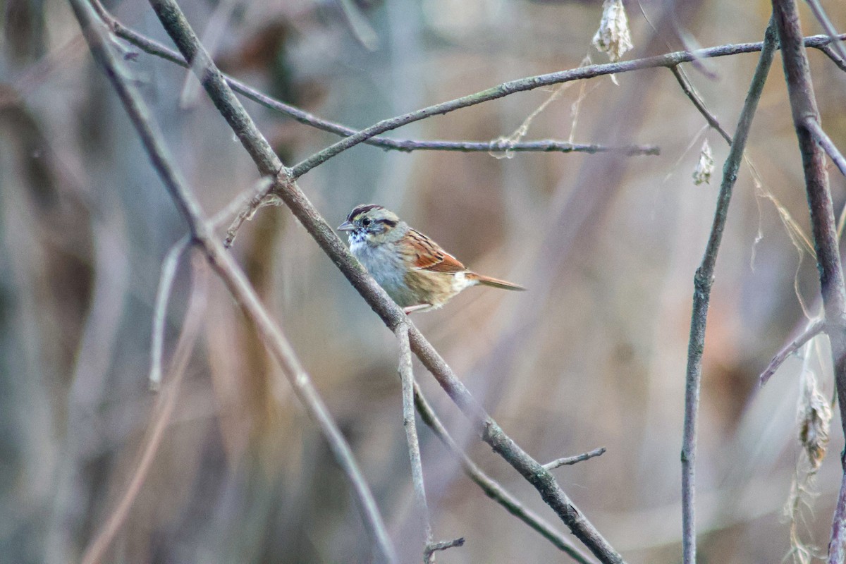 Пасовка болотяна - ML645233055