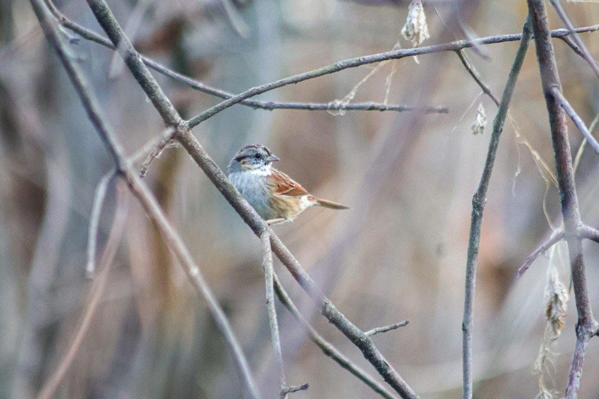Пасовка болотяна - ML645233056