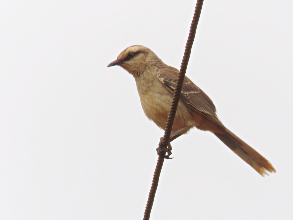 Пересмішник білобровий - ML645233057