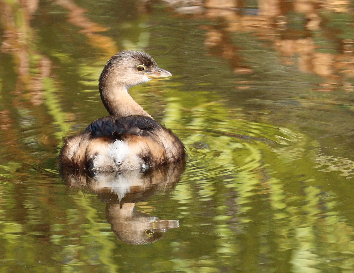Пірникоза рябодзьоба - ML645233059