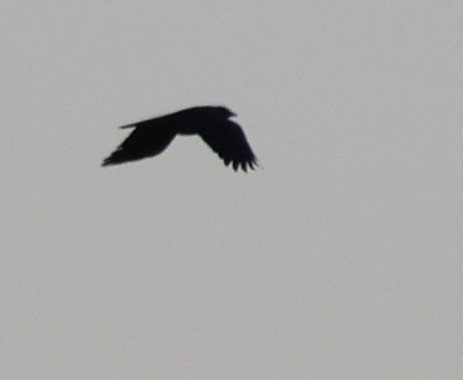 Ворона американська - ML645233061