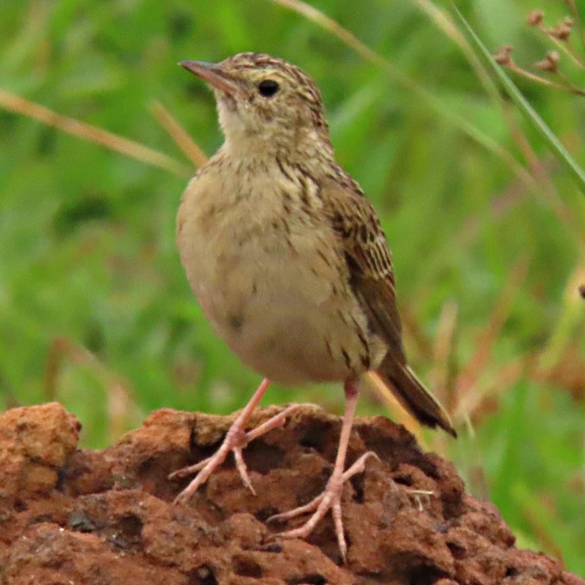 Щеврик бурохвостий - ML645233062
