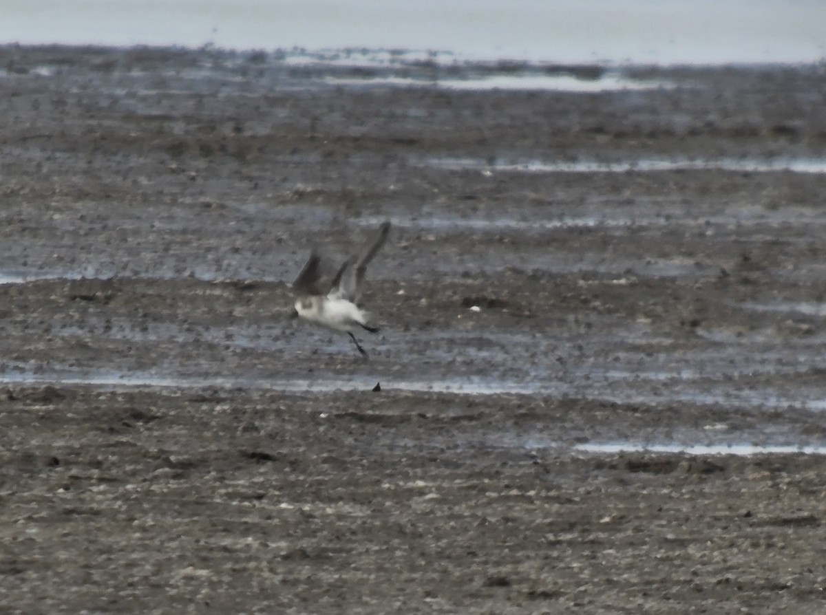 Semipalmated Sandpiper - ML645233063