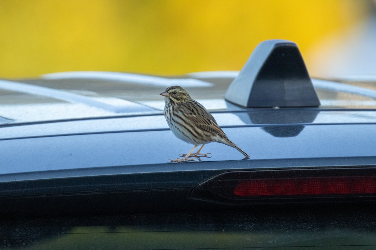 Savannah Sparrow - ML645233064