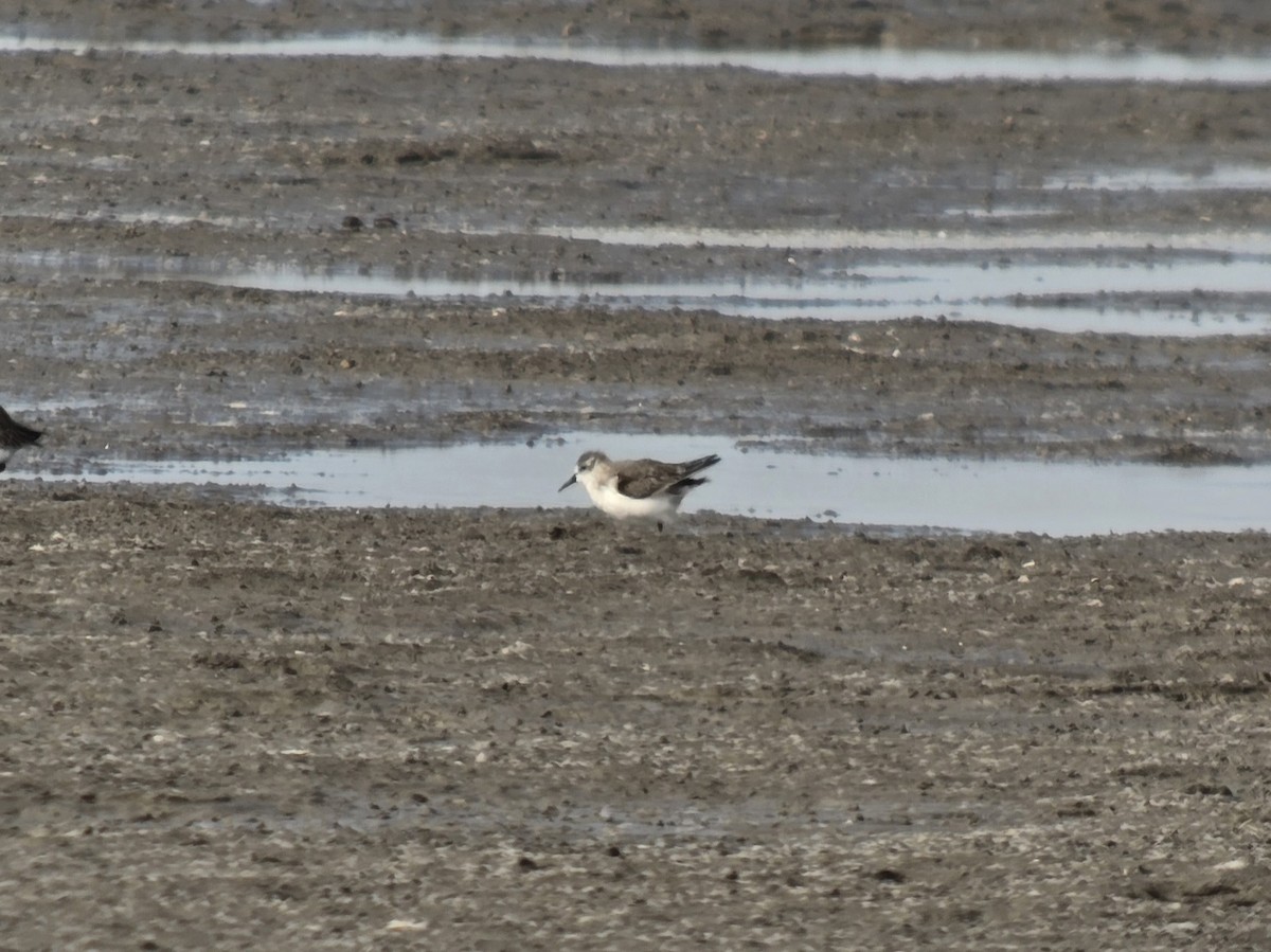 Semipalmated Sandpiper - ML645233065