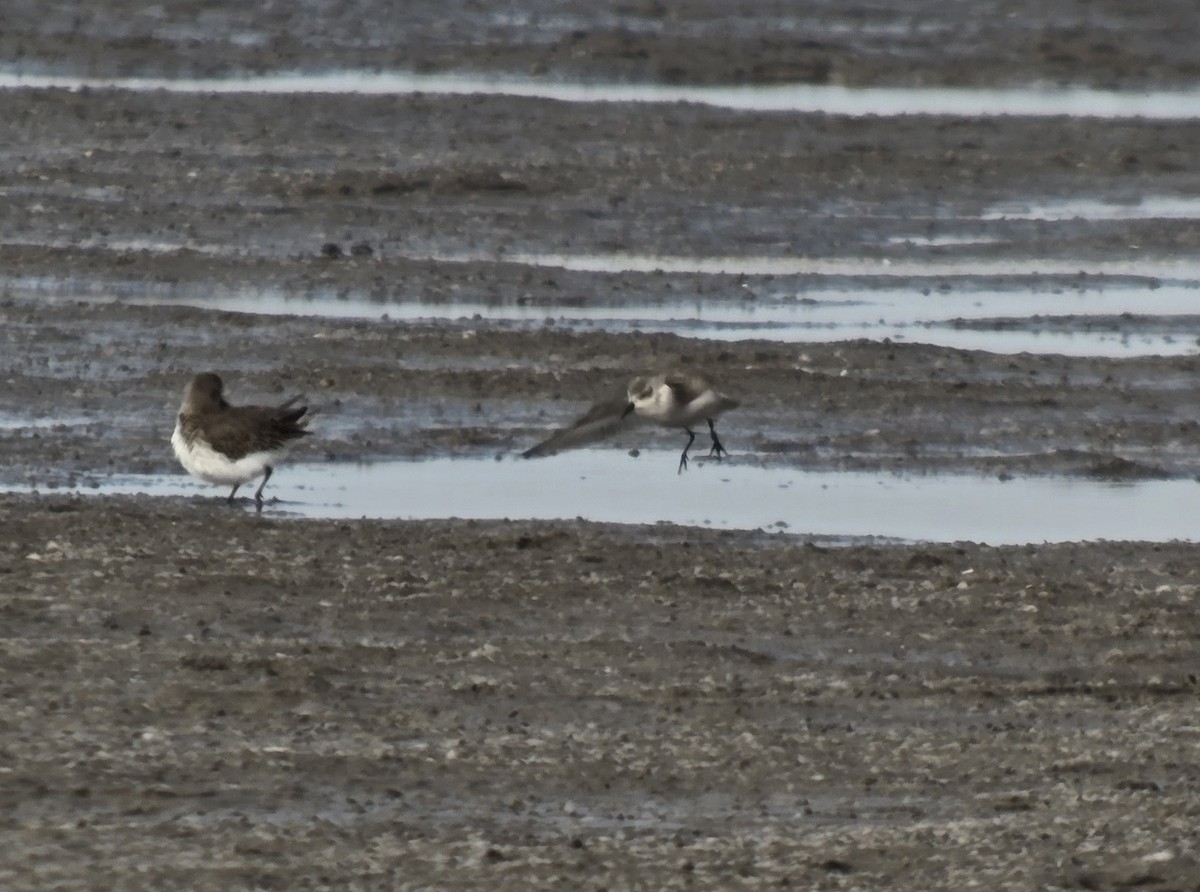 Semipalmated Sandpiper - ML645233067