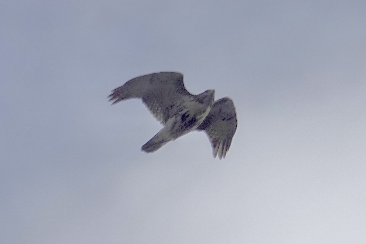 Red-tailed Hawk - ML645233069