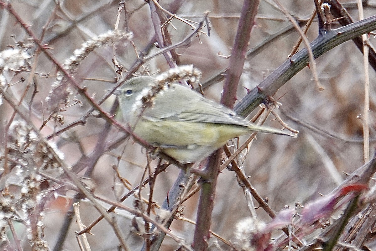 Orange-crowned Warbler - ML645233080