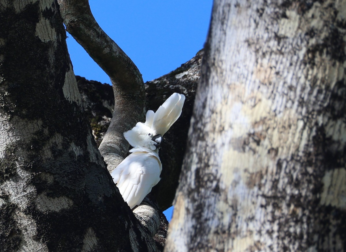 Salmon-crested Cockatoo - ML645233082