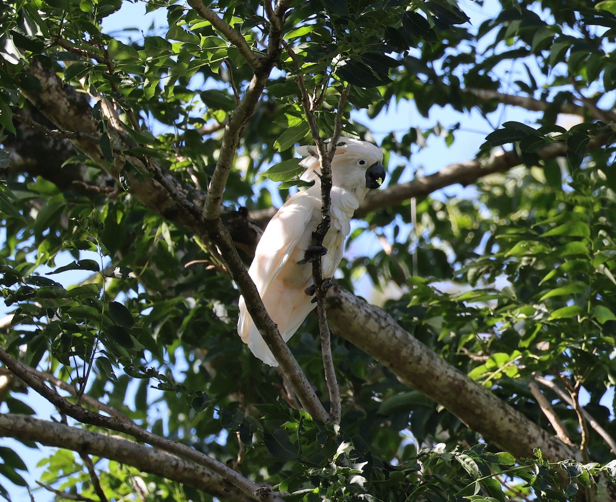 Salmon-crested Cockatoo - ML645233083