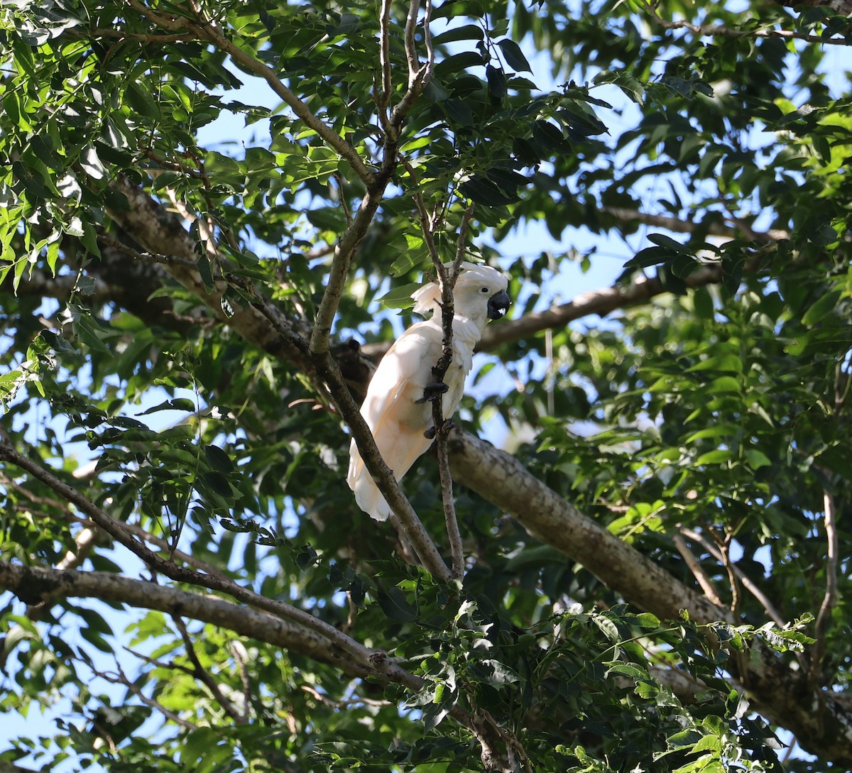 Salmon-crested Cockatoo - ML645233084