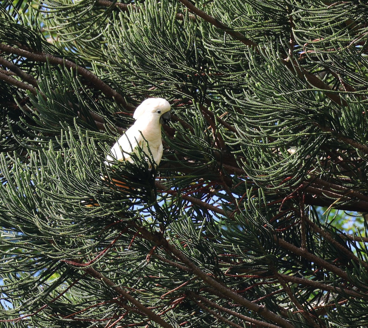 Salmon-crested Cockatoo - ML645233085