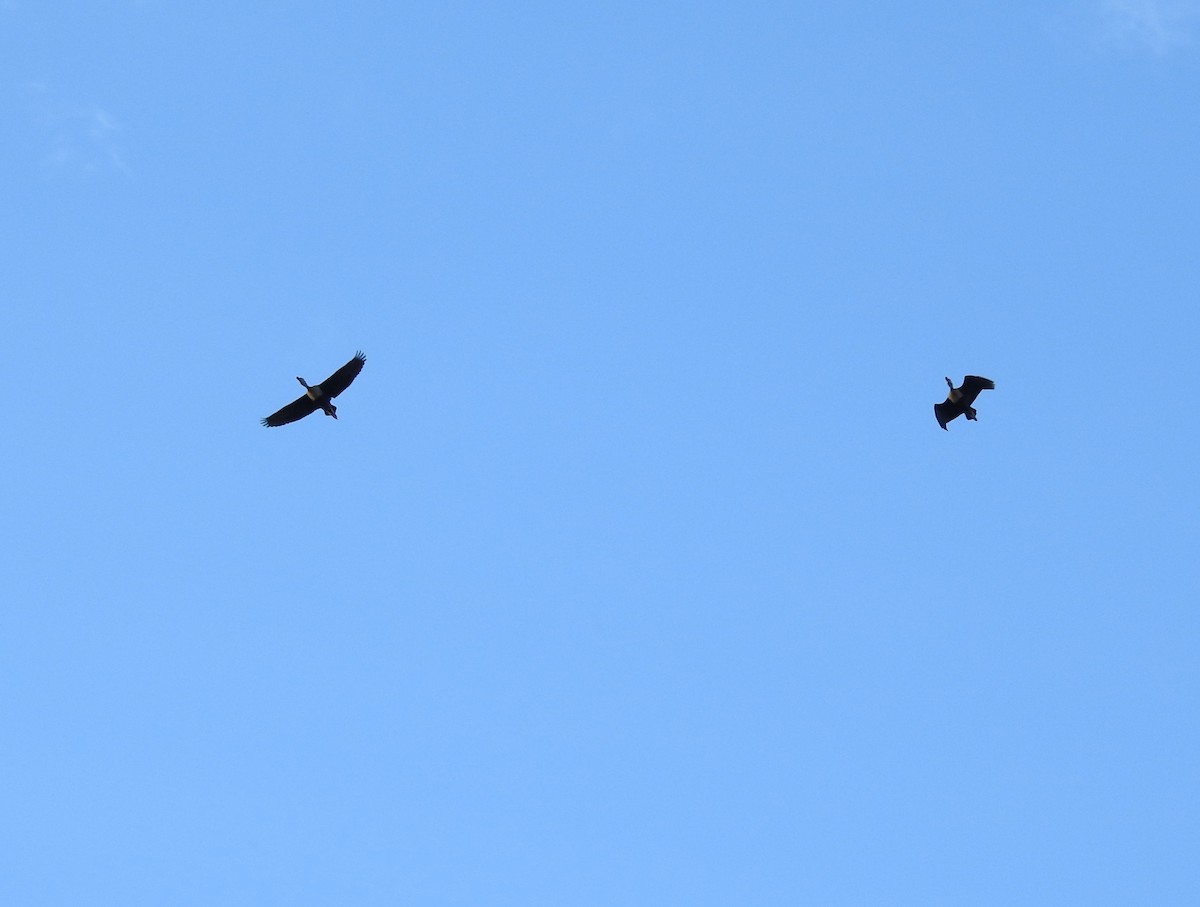 Black-bellied Whistling-Duck - ML645233090