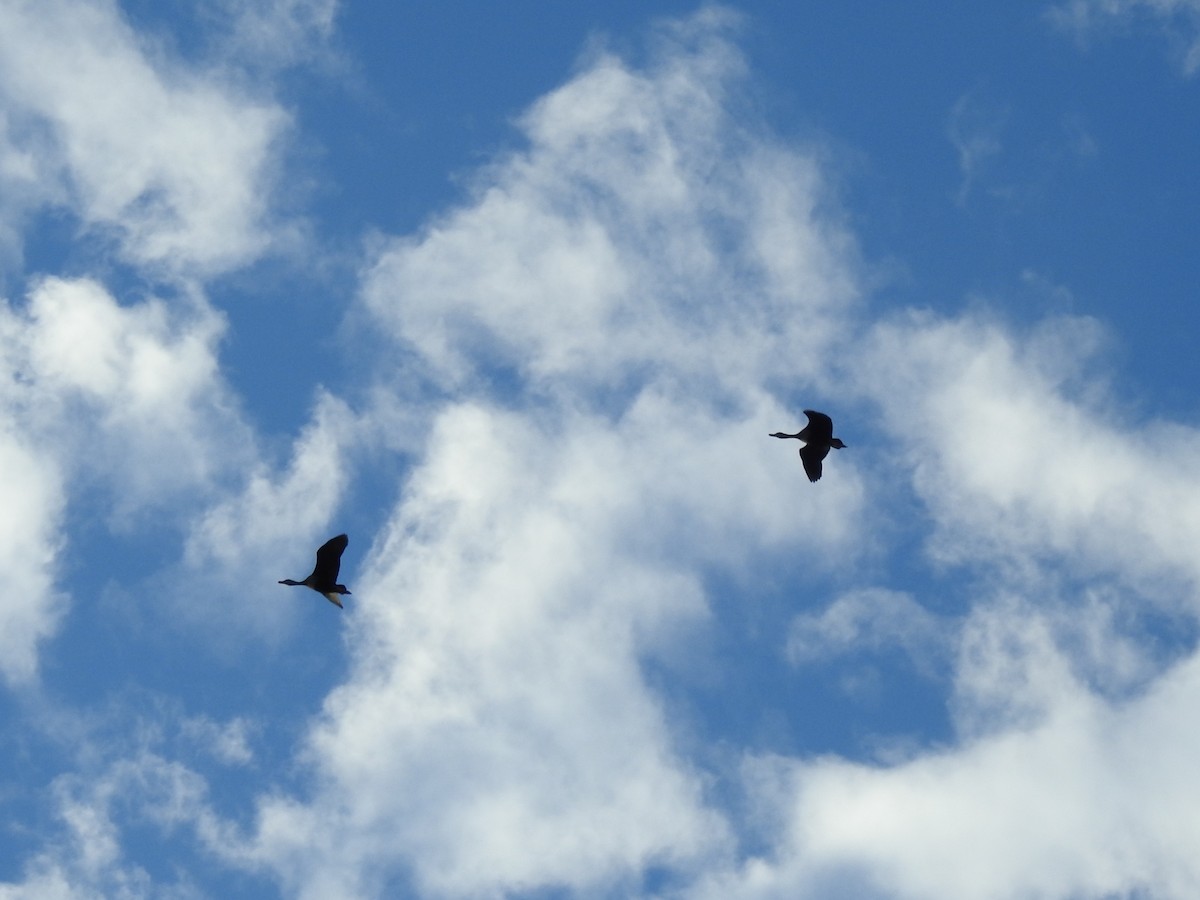 Black-bellied Whistling-Duck - ML645233091