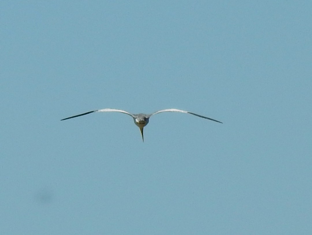 Large-billed Tern - ML645233110