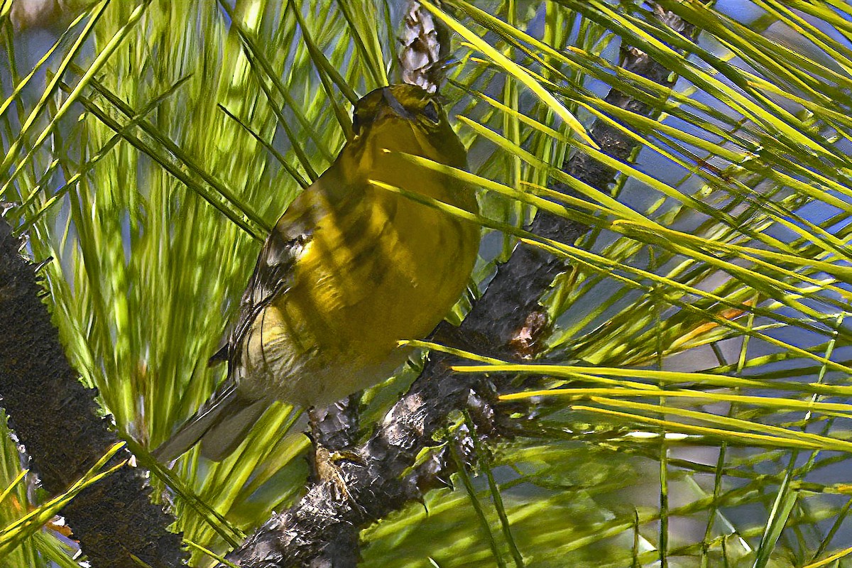 Kiefernwaldsänger - ML645233120