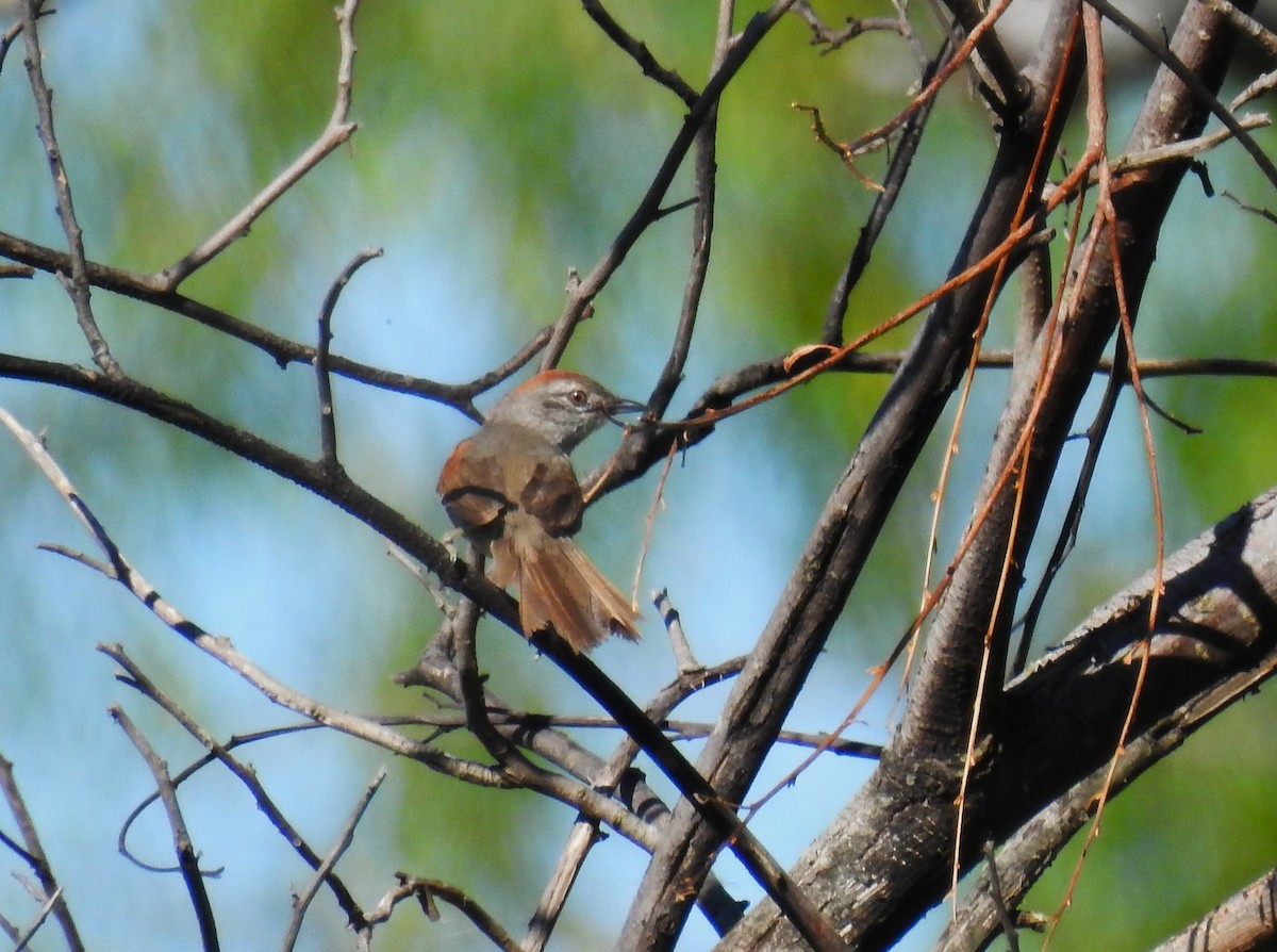 Pale-breasted Spinetail - ML645233121