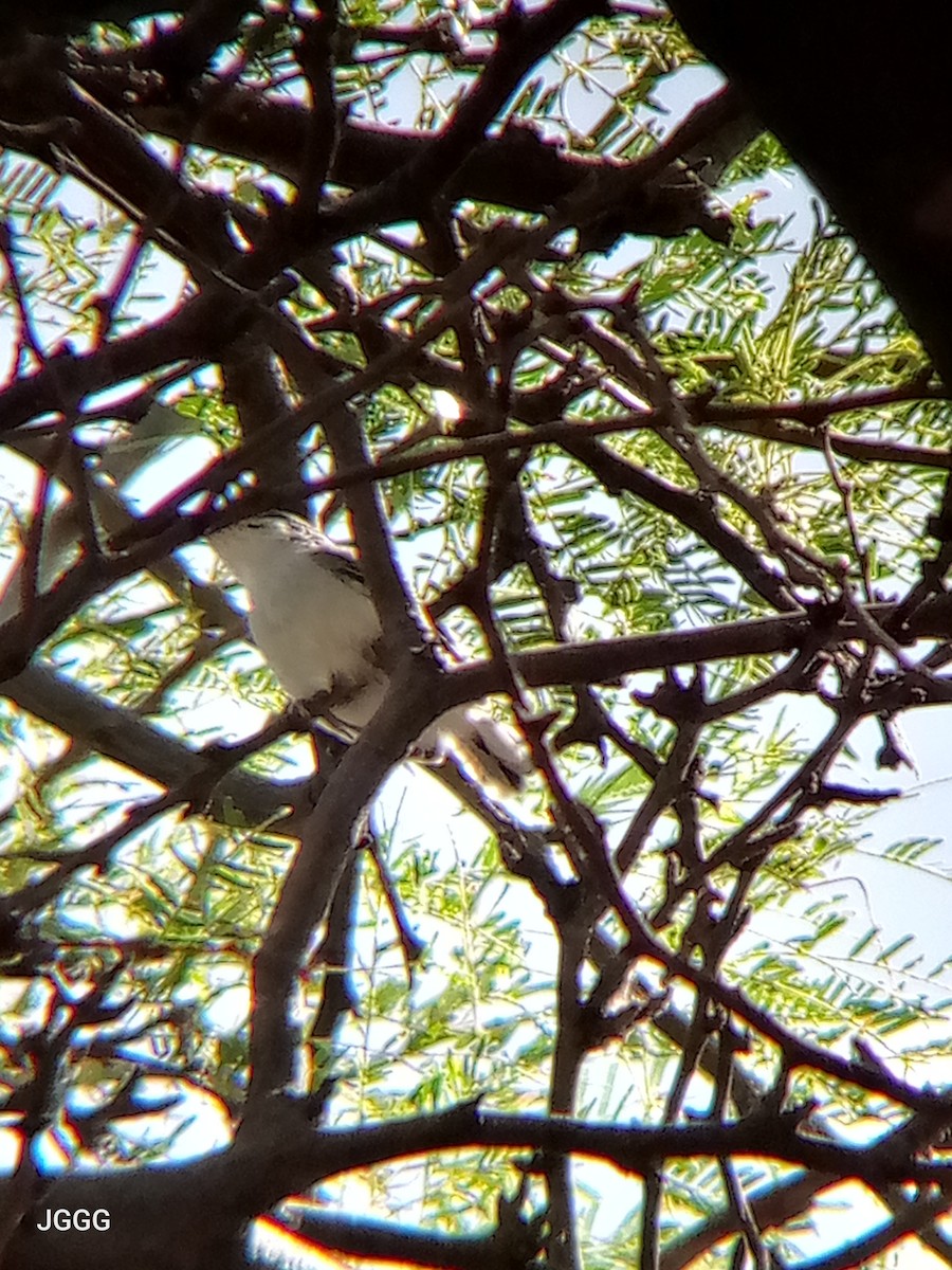 leskot tropický - ML645233123