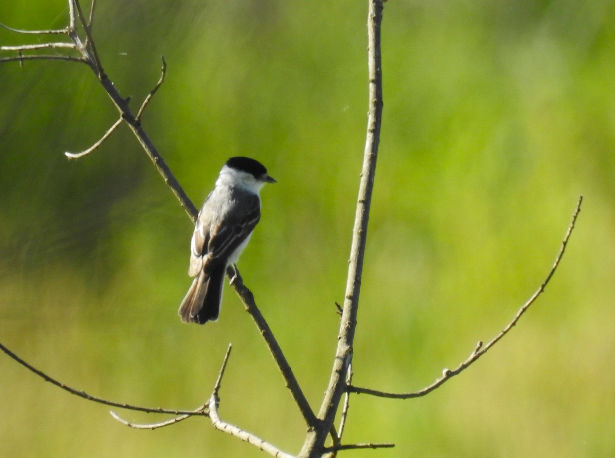 Kappenbekarde - ML645233125