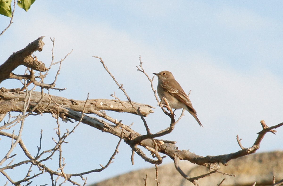Spotted Flycatcher - ML645233129