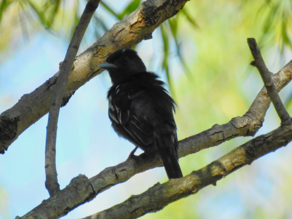 White-winged Becard - ML645233133