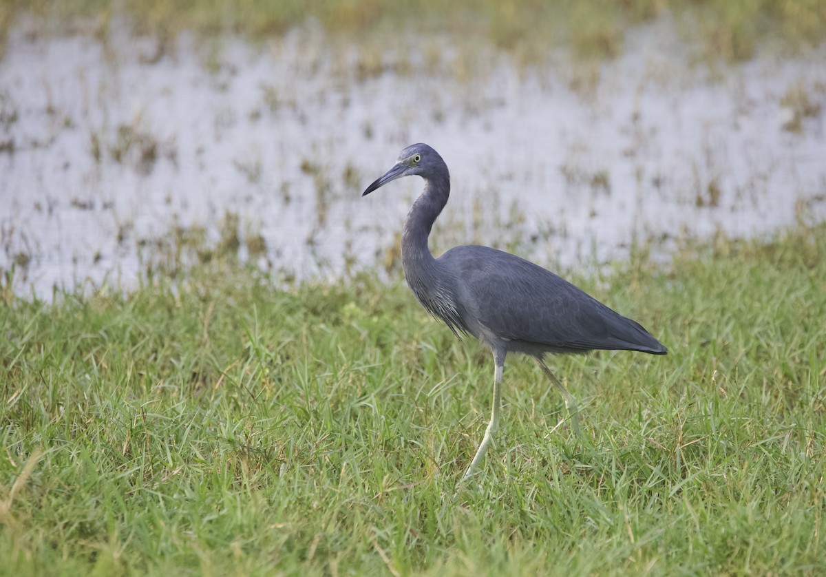 Little Blue Heron - ML645233143
