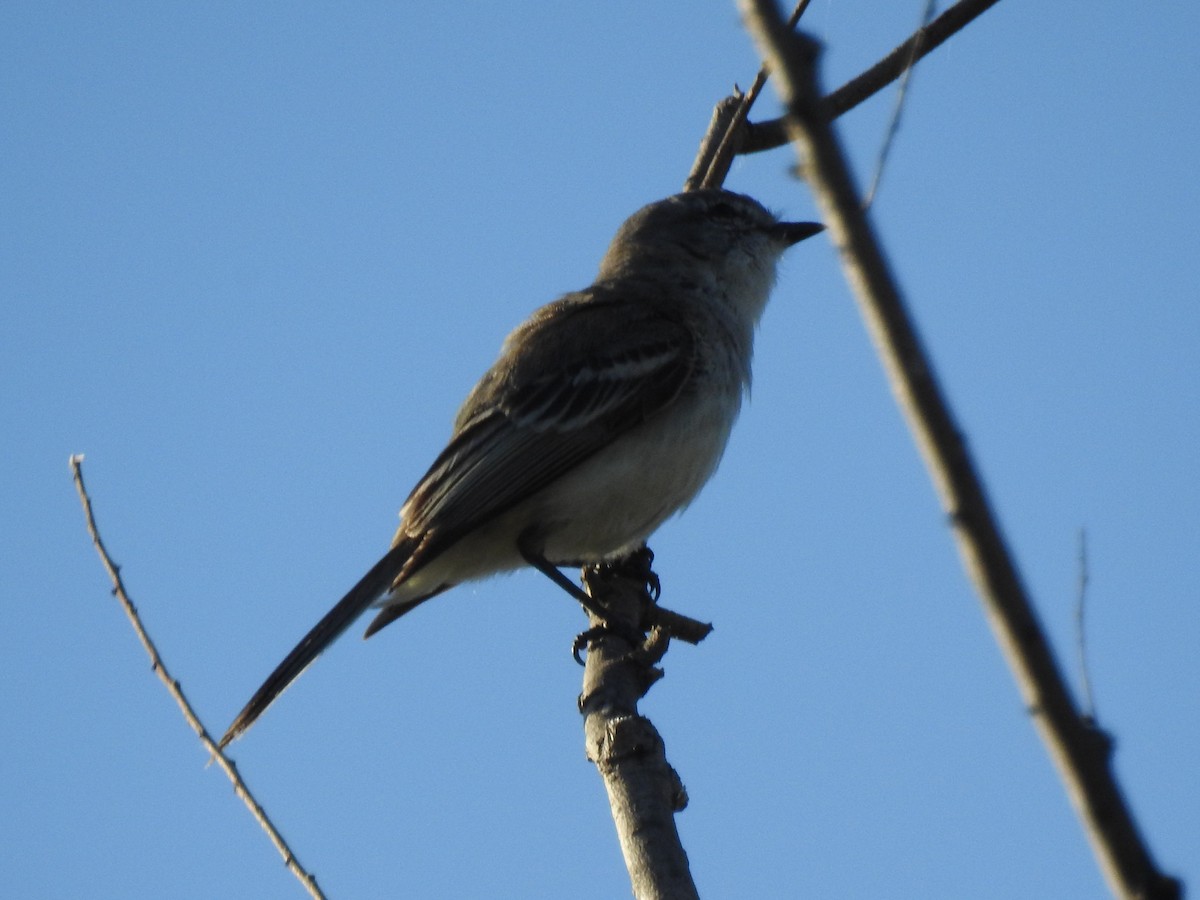 Suiriri Flycatcher - ML645233144