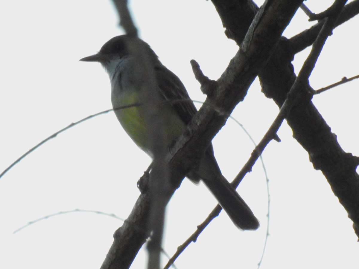 Swainson's Flycatcher - ML645233147