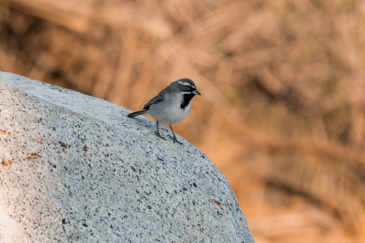 Black-throated Sparrow - ML645233151