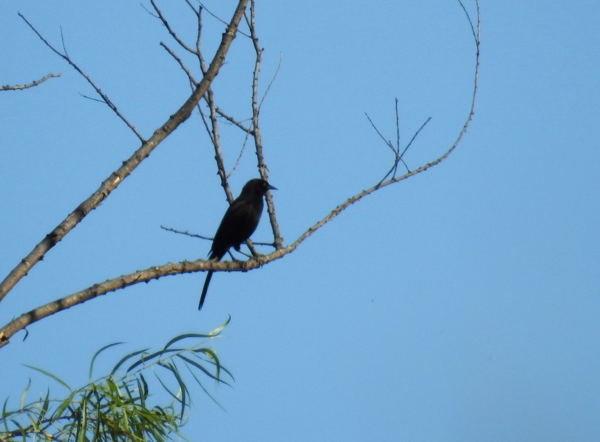 Variable Oriole - ML645233155