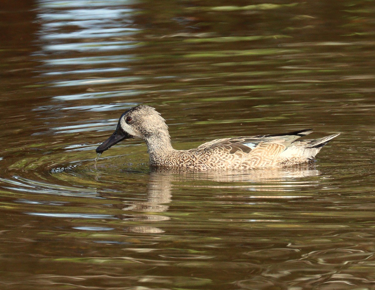 čírka modrokřídlá - ML645233159