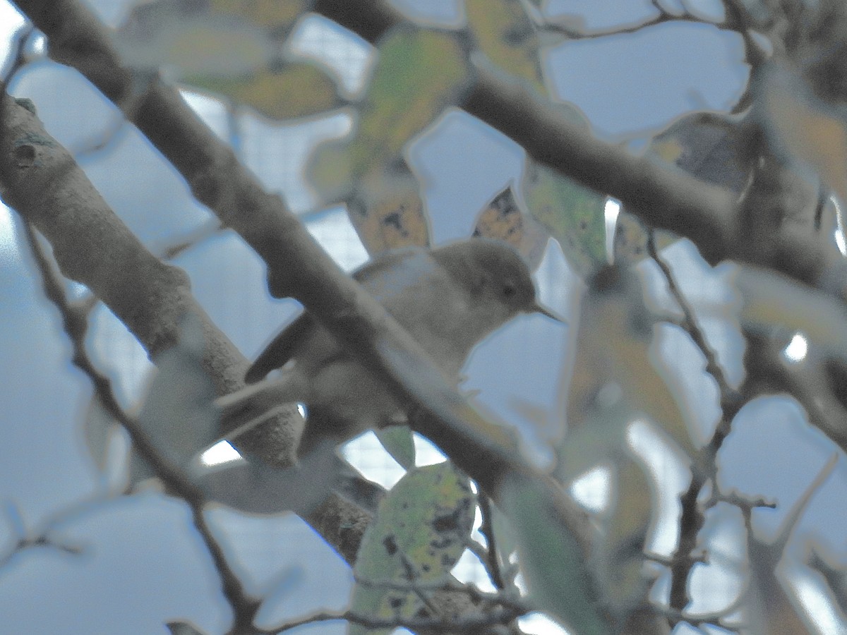 Perlita Grisilla - ML645233163