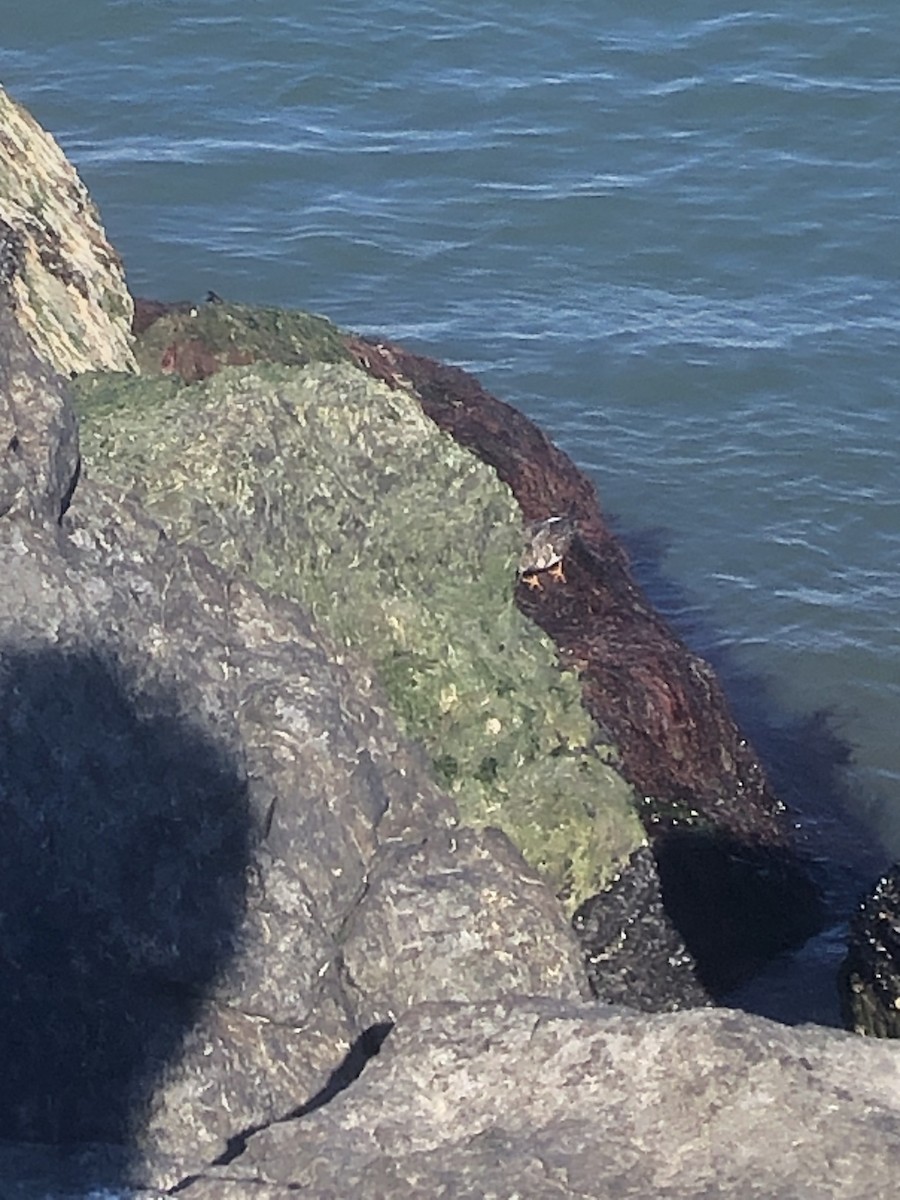 Ruddy Turnstone - ML645233164